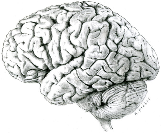 drawing_of_brain_by_alphonse_probst_small.jpg